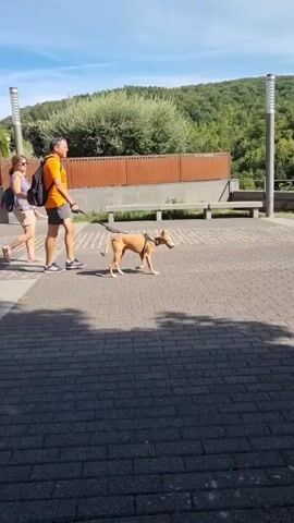 A couple walks their dog on a paved path. The woman, on the left, wears a pink t-shirt and tan shorts. The man, on the right, wears an orange t-shirt and black shorts. They both have backpacks. The dog, a light brown sighthound breed, is on a leash held by the man. Behind them is a brown metal fence, and further back, a wooded hill with a clear blue sky above. The path is made of grey bricks.