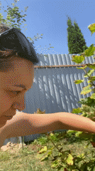 Red currant harvest and two dogs relaxing in a sunny backyard