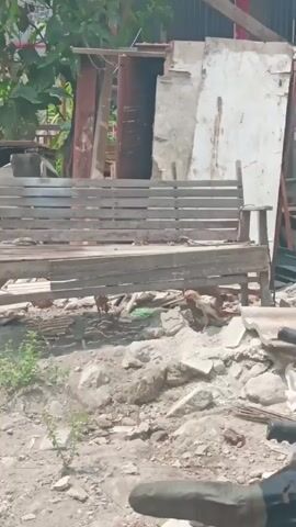 The video shows an outdoor scene with a dilapidated wooden bench in the foreground. The bench appears weathered and has visible signs of disrepair. Beneath the bench, several chickens are foraging in the debris-strewn ground. The area surrounding the bench is filled with rubble, broken concrete, and other construction waste. In the background, there are various structures, including corrugated metal sheets, wooden planks, and some vegetation. The overall environment suggests a neglected or construction/demolition site.