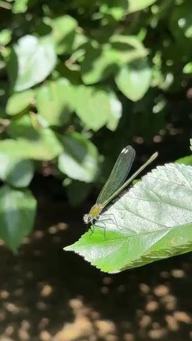 A close-up shot focuses on a damselfly perched on the edge of a bright green leaf. The damselfly is slender with iridescent, translucent wings and a metallic green body. Its delicate legs are visible, gripping the leaf. The background is a soft blur of lush green foliage, suggesting a natural, outdoor setting, possibly a garden or park. Sunlight filters through the leaves, creating dappled patterns of light and shadow on the scene. The water in the background is dark and out of focus, hinting at a stream or pond nearby. The overall impression is one of natural beauty and tranquility, capturing a moment in the life of this delicate insect. The time of day appears to be daytime, with bright sunlight. There is no visible text in the media. The location context provided is Mevoot HaHermon Regional Council, Israel.
