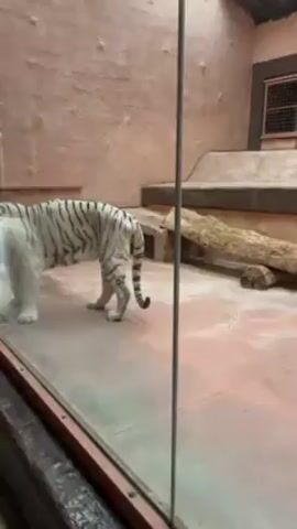 The video shows a white tiger walking in an enclosure. The tiger has black stripes and is walking on a red-painted concrete floor. The enclosure has peach-colored walls that appear to be made of plaster or concrete. In the background, there is a raised platform with a log on it and a barred window. The tiger is walking from left to right, and its mouth is slightly open as it walks. There is a glass barrier in front of the viewer.