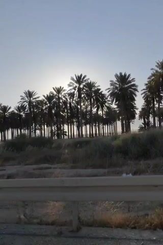 The video shows a row of palm trees with the sun setting behind them, creating a silhouette effect. The sky is a clear blue, and the light is warm. There is a dirt road in the foreground, and some dry brush. The camera appears to be moving, possibly from a car, as the trees are in a continuous line and the perspective shifts slightly. The overall impression is of a peaceful desert landscape.