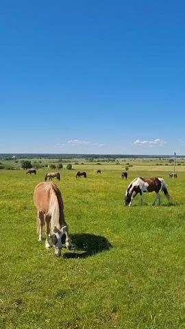 The video shows a panoramic view of a green grassy field under a clear blue sky. Several horses are scattered across the field, grazing on the grass. In the foreground, a light brown horse with a white blaze on its face is prominently featured, also grazing. To the right, a brown and white pinto horse is visible, similarly engaged in grazing. In the background, more horses are visible, along with trees and distant buildings, suggesting a rural or pastoral setting. The overall atmosphere is peaceful and idyllic.