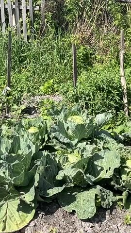The video shows a close-up view of several large, green cabbages growing in a garden. The cabbages are in the foreground, with their large leaves spread out. Behind the cabbages, there is a dense growth of green plants and weeds, with some taller stalks and branches reaching upwards. A wooden fence or structure is visible in the background, leaning to the right, with some of its slats showing. The scene is lit by bright sunlight, suggesting it is daytime. The overall impression is of a thriving vegetable garden.