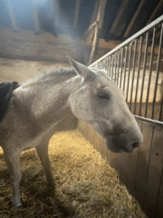 Horses groomed and saddled at a Belgian stable