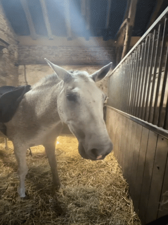 Horses groomed and saddled at a Belgian stable