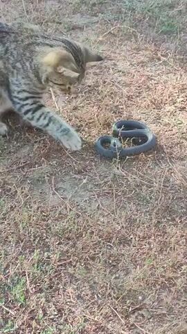 A tabby cat with grey and black stripes sits on dry grass and dirt, facing a coiled black snake. The cat appears to be observing the snake with its head lowered. The snake is curled into a tight spiral on the ground. The environment is outdoors, with dry grass and sparse vegetation visible. The lighting suggests it is daytime.