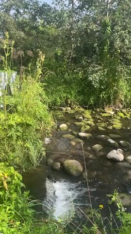 A stream flows over rocks, surrounded by lush green foliage. Water cascades over a small drop on the left side of the frame, creating a white foamy area. The stream bed is filled with rounded stones, many of which are covered in green moss. The water appears clear and shallow in most areas. Tall grasses and other plants grow along the banks of the stream, and the scene is framed by the dense green canopy of trees in the background. The lighting suggests it is daytime with sunlight filtering through the leaves.