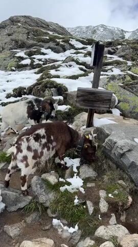 Three goats are in the foreground of the video, two brown and white spotted goats and one white goat. The brown and white goats are near a wooden signpost. The goats are grazing on the ground. In the background, a man wearing a blue jacket and black pants is walking up a snowy mountain path. There is snow on the rocks and ground. The sky is cloudy.