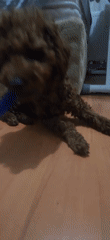 Brown poodle puppy's afternoon in an Antalya apartment