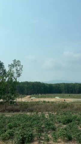 The video shows a view of a rural landscape. The foreground is filled with low-lying green plants. Behind the plants are several trees with green leaves. In the background, there is a dirt road and a forest. The sky is light blue with some scattered clouds. The camera pans slightly to the right. The overall impression is one of a quiet, natural setting.