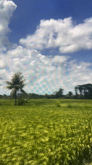 Morning views captured of Mengwi rice fields and mountains