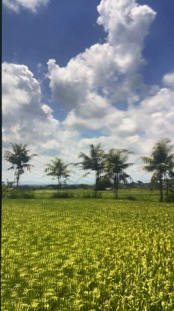 Morning views captured of Mengwi rice fields and mountains