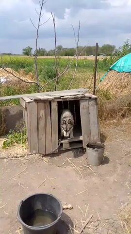 A medium-sized dog with gray and white fur exits a wooden dog house. The dog is on a chain tethered to a metal stake in the ground. The dog house is made of rough lumber and appears weathered. A black bucket containing water sits in front of the dog house, and another bucket, also containing water, is to the right of the dog house. The ground is dirt and straw. In the background, there is a wooden fence, tall grass, and a field of yellow crops. The sky is cloudy. The dog walks into frame, turns, and sits down.