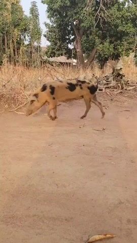 The video shows a light brown pig with black spots walking on a dirt path. The pig is walking from left to right across the frame. The surrounding environment includes trees, dry grass, and scattered pieces of what appear to be plant material. In the background, there is a building visible beyond the trees. The pig appears to be searching for food on the ground.