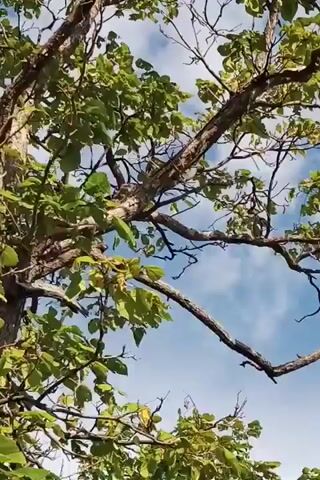 The video shows a low-angle view looking up at the sky through the branches and leaves of trees. The sky is blue with scattered white clouds. The trees are green and leafy. The camera appears to be moving slightly, possibly as if being held by someone walking or in a vehicle. The lighting suggests it is daytime.