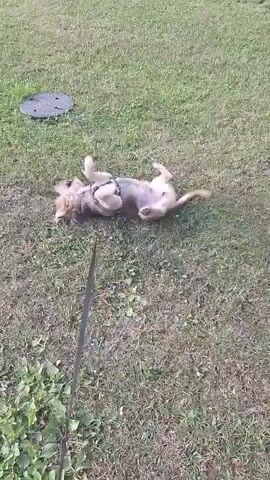 A small dog, wearing a harness, is playing on a grassy lawn in Ufa, Russia. The dog is mostly tan and white with some darker patches on its back. It is rolling around on its back, with its legs in the air, seemingly enjoying itself. A black leash is attached to the harness and trails off to the bottom of the frame. In the background, there is a circular, dark gray object partially embedded in the grass, possibly a manhole cover. The grass is a mix of green and dry patches. The lighting suggests it is daytime, possibly late afternoon or early morning given the soft light. The overall mood is playful and lighthearted, as the dog appears happy and energetic. There is no visible text in the video.