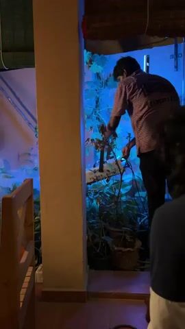 A short, vertically oriented video shows a person using a fog machine, filling a dimly lit outdoor seating area with smoke. The fog machine is on the right side of the screen, aimed toward the left. As the smoke fills the area, a person with long hair, wearing a white and blue sari, sits at a wooden table on the left, looking intently at something on the table. The table has various items, including a bottle, glasses, and a book. Another person is visible in the background, out of focus. The camera then pans up to show a person holding a long, fluorescent light above the table. The area is decorated with plants and bamboo blinds.