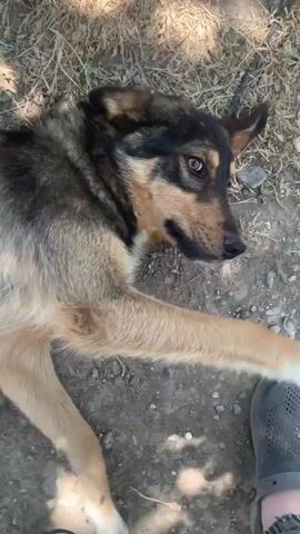 A dog lies on the ground, looking up at a person. The person's hand pets the dog's nose. The dog's paw is also visible. The ground is made of dirt and small stones. A black shoe is near the dog's paw.
