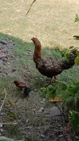 A hen walks with her chicks on the grass. The hen is brown and black. One chick is brown. Two chicks are black. The hen is looking to the left. The chicks are looking at the hen. The ground is covered with grass and dirt. There is a rock in the bottom right corner.