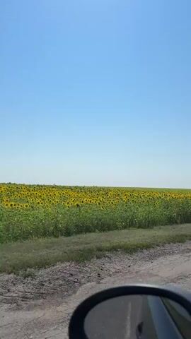 A field of sunflowers stretches across the horizon under a clear blue sky. Green grass borders the dirt road in the foreground, with a car's side mirror visible in the bottom right corner. The camera is moving, indicated by the slight blur and the perspective shift. No people or animals are visible.