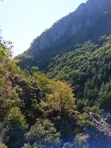 A drone shot pans across a steep, tree-covered mountainside under a bright sky. The trees are dense, with varied shades of green indicating different species and stages of growth. Rocky outcrops are visible on the mountain's face, some with sheer vertical drops. Sunlight casts shadows, highlighting the rugged terrain. The bottom of the frame shows the tops of trees closer to the drone, with some yellowing leaves suggesting the season might be autumn. The overall impression is of a wild, natural landscape.