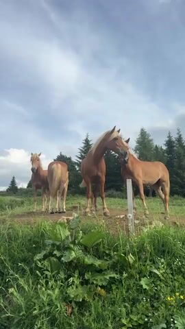 This vertical video captures a serene pastoral scene featuring four horses standing in a grassy field. The horses, with their light brown coats and blonde manes, appear calm and relaxed. Two of the horses in the foreground are positioned close together, suggesting interaction or companionship. Behind them, two other horses stand slightly further back, also appearing peaceful.

The setting is a lush green hillside dotted with wildflowers, including small purple blooms in the foreground. A line of dark green pine trees forms a backdrop, stretching across the upper portion of the frame. The sky above is a mix of blue and white clouds, indicating a pleasant, possibly partly cloudy, day. The sunlight suggests it is daytime, likely late morning or afternoon, given the brightness and the quality of the shadows.

In the distance, beyond the trees, a faint structure that appears to be a ski lift or cable car pylon is visible on the left side of the frame, hinting at the mountainous terrain of the region. A white post with some metal attachments stands in the middle ground, near the two foreground horses.

The overall mood is tranquil and idyllic, evoking a sense of natural beauty and peaceful coexistence between the animals and their environment. The video appears to be shot from a low angle, emphasizing the presence of the horses and the expansive sky. There is no visible text in the media file. The context provided indicates the location as Kastelruth - Castelrotto, Italy, which aligns with the mountainous and pastoral landscape depicted.