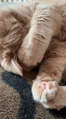 Ginger cat's morning routine captured in 30 intimate moments