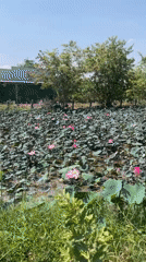 Lotus pond with pink blossoms observed in Hong Son, Vietnam
