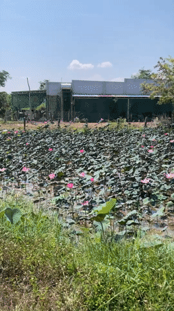 Lotus pond with pink blossoms observed in Hong Son, Vietnam