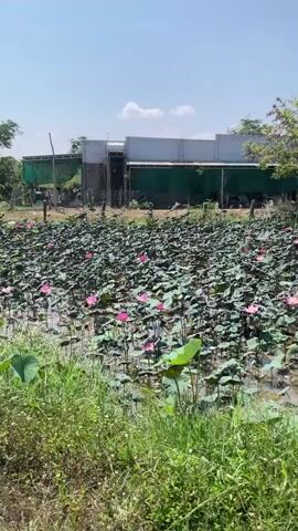 The video shows a view of a lotus pond filled with numerous lotus plants featuring large, round, green leaves and pink blossoms. The pond is situated in a natural setting with grassy vegetation at the edge. In the background, there is a line of trees and a glimpse of a building with a metallic roof. The sky above is blue with scattered white clouds. The camera pans slightly to show more of the pond and the surrounding greenery. There is no audio or visual indication of people or specific actions other than the natural setting itself.