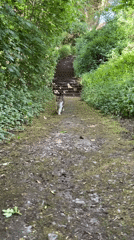 Cat and squirrels spotted in Heilbronn park setting