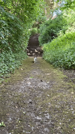 Cat and squirrels spotted in Heilbronn park setting
