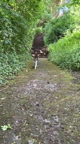 Cat and squirrels spotted in Heilbronn park setting