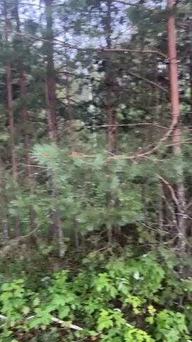 The video shows a forest with tall pine trees and green undergrowth. The camera appears to be moving, likely handheld, and there is some motion blur. The lighting is dim, suggesting it may be overcast or late in the day. There are no people or animals visible. The scene is consistent with a natural forest environment.