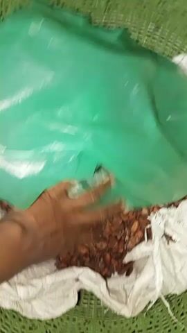 The video shows a close-up of a hand reaching into a green plastic bag. The bag is filled with what appears to be dried beans or seeds, which are brown and have an oval shape. The beans are piled high in a white woven bag, which is sitting inside a green plastic basket with a woven pattern. The hand is sifting through the beans, causing them to shift and move. The lighting is dim, and the focus is on the beans and the hand.