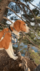 Dog spotted on coastal rocks overlooking Sveti Stefan, Montenegro