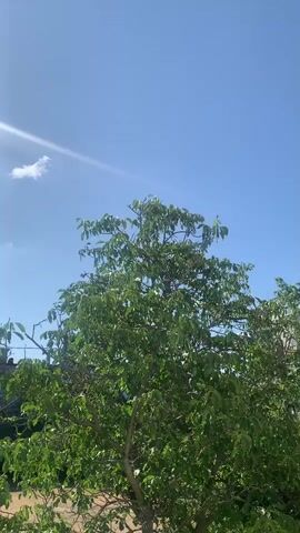 The video shows a tree with green leaves against a bright blue sky with a few white clouds. Sunlight is shining, creating a lens flare on the left side of the frame. The tree is in the foreground, and the sky fills most of the background. The image appears to be taken from a slightly elevated perspective, possibly from a window. The overall impression is of a clear, sunny day.