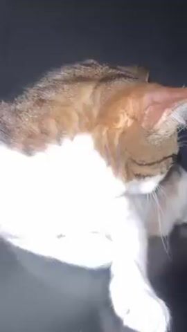 The video shows a cat resting. The cat is white with brown and tan striped patches on its head and back. The cat is lying on a dark surface and appears to be looking up. The video briefly shows what seems to be a person's hand, but it is out of focus.