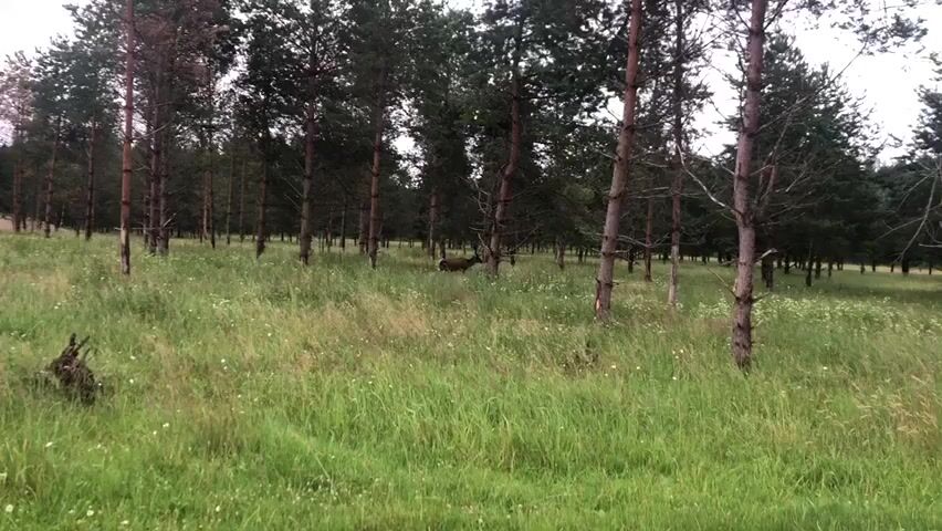 A short video clip shows a forest clearing filled with tall green grass and numerous pine trees. In the middle ground of the clearing, a brown animal, likely a deer or elk, is visible foraging amongst the vegetation. The animal is partially obscured by the trees and grass but its shape and size are discernible. The overall lighting suggests it is daytime, possibly overcast or late in the evening, as the light is diffused and the shadows are not harsh. The camera appears to be stationary, capturing a natural, undisturbed scene.
