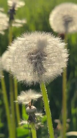 The video features close-up shots of several dandelion seed heads, commonly known as "dandelion clocks" or "puffballs," in a natural, grassy environment. The dandelions are white and fluffy, with sunlight shining through their delicate seeds, creating a soft, ethereal glow. The background is blurred green, suggesting a field or lawn. The camera pans slowly, focusing on individual dandelions, some sharply in focus in the foreground, while others are softly blurred in the background. The lighting indicates a sunny day, possibly morning or late afternoon, as the light has a warm quality. There is no visible text. The audio contains someone speaking in Russian, expressing admiration for the dandelions and mentioning taking a picture.