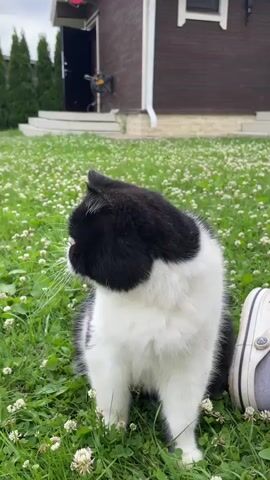 A black and white cat sits in a patch of green grass with small white flowers. The cat is facing to the left, then turns to face the camera. A person's foot wearing a light-colored clog and a sock is visible to the right of the cat. The cat then rubs its head against the person's foot. The background shows a wooden house with white trim and some trees and outdoor furniture.