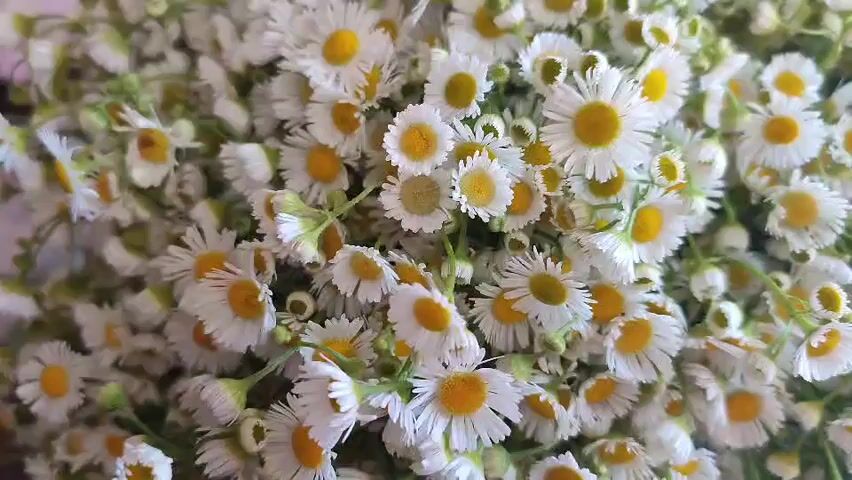 This is a close-up video of a large bouquet of small, white daisies with yellow centers. The flowers are densely packed together, with many of them in focus and some slightly blurred. The stems and green leaves are also visible, interwoven with the flowers. The lighting is bright, suggesting it may be daytime or well-lit indoors. There are no people or any other objects visible in the frame. The camera appears to be moving slightly, causing a gentle sway in the view of the flowers.