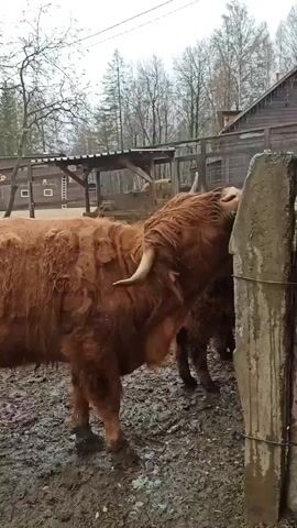 The video shows a brown highland cow rubbing its face on a concrete fence post. The cow is standing in a muddy enclosure. Another cow, with darker fur, is partially visible behind the first. The surrounding environment includes bare trees, wooden structures with roofs, and fencing. The weather appears overcast and wet. A voice can be heard in the background.