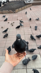 Person feeds pigeons in Ulyanovsk public square