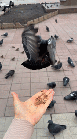 Person feeds pigeons in Ulyanovsk public square