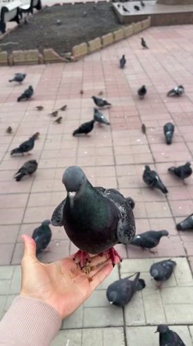 Person feeds pigeons in Ulyanovsk public square