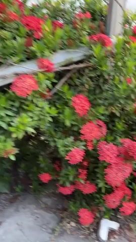 The media file is a close-up video of a flowering Ixora plant with bright red blossoms. The plant is lush and green with numerous clusters of small, star-shaped flowers. In the foreground, a person's hand, adorned with two gold rings, is visible reaching towards the flowers, gently touching them. The hand suggests interaction with the plant, possibly admiring its beauty. The scene appears to be outdoors, with natural light suggesting daytime, though the specific time is not discernible. The background shows more of the dense foliage and hints at a ground surface with some debris and a white object, possibly part of a garden border or structure. The setting is likely a garden or outdoor space in Gadingrejo, Indonesia, given the provided location context. The overall mood conveyed is peaceful and appreciative of nature's beauty. There is no visible text in the video.