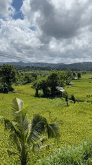Morning walk through green rice terraces in Sidemen