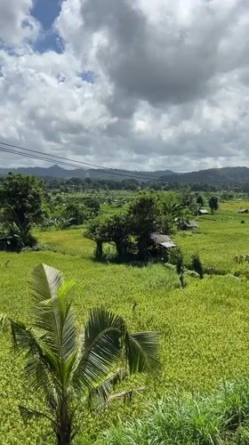 Morning walk through green rice terraces in Sidemen